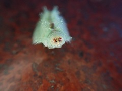 Griseothosea fasciata