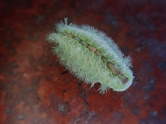 Griseothosea fasciata