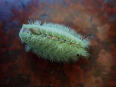 Griseothosea fasciata