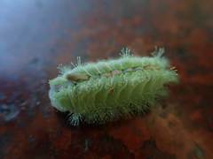 Griseothosea fasciata