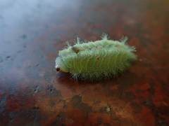 Griseothosea fasciata