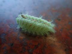 Griseothosea fasciata