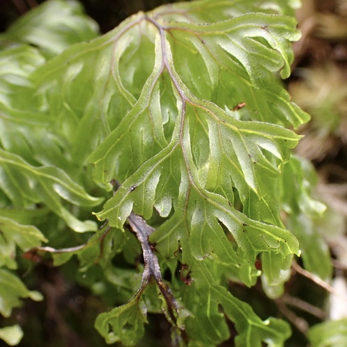 Image of Hymenophyllum recurvum by (c) Thomas Irvine, some rights reserved (CC BY)