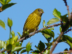 Crithagra citrinelloides