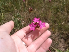 Dianthus capitatus