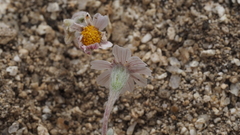 Eriophyllum wallacei rubellum