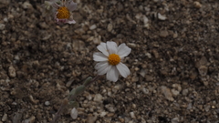 Eriophyllum wallacei rubellum