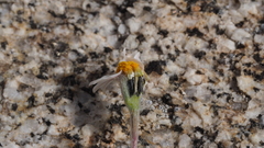 Eriophyllum wallacei rubellum