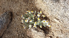 Eriophyllum wallacei rubellum
