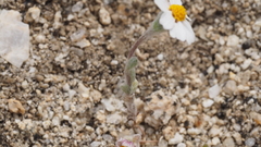 Eriophyllum wallacei rubellum