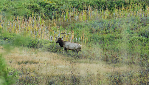 Elk photographed in Montana
