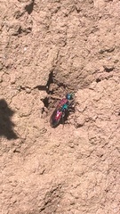Chrysis viridula