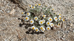 Eriophyllum wallacei rubellum