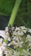 Grypocoris stysi