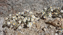 Eriophyllum wallacei rubellum