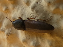 Agriotes sputator