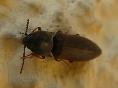 Agriotes sputator
