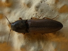 Agriotes sputator