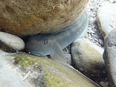 Sicyopterus japonicus