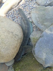 Sicyopterus japonicus