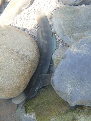 Sicyopterus japonicus
