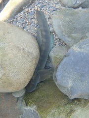 Sicyopterus japonicus