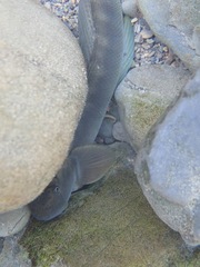 Sicyopterus japonicus