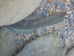 Sicyopterus japonicus