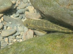 Sicyopterus japonicus