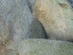 Sicyopterus japonicus