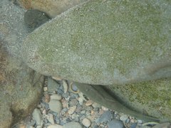 Sicyopterus japonicus