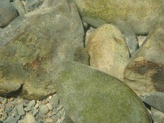 Sicyopterus japonicus