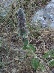 Stachys heraclea