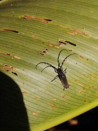 Itumbiara cuici