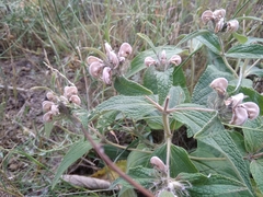 Phlomis herba-venti