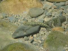Sicyopterus japonicus