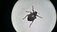 Rhinoncus leucostigma