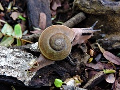 Ariophanta exilis