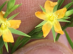 Hypericum virgatum