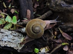 Ariophanta exilis