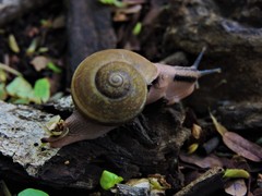 Ariophanta exilis