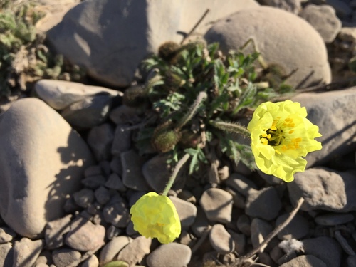Arctic Poppy