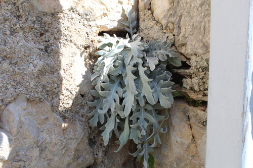 Centaurea ragusina iNat (2)