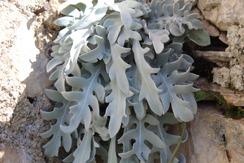 Centaurea ragusina, photograph 4
