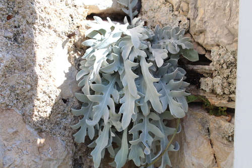 Centaurea ragusina, photograph 3
