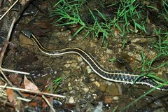 Thamnophis cyrtopsis cyrtopsis