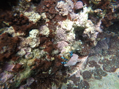 Calcinus elegans