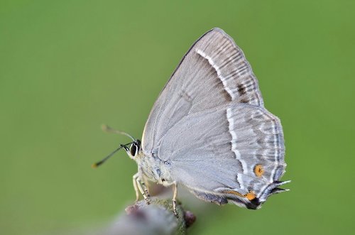 Purple hairstreak, 7261 HV Ruurlo, Nederländerna, photo 9 of 10