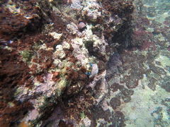 Calcinus elegans