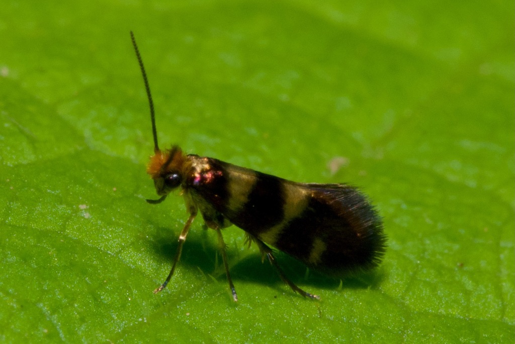 Micropterix myrtetella